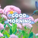Good Morning Nature Image