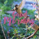 Good Morning Nature Image