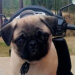 100+ Best Quality Dog Images | Easy Download | High Resolution 38 Cute faced dog image