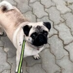 100+ Best Quality Dog Images | Easy Download | High Resolution 37 Pug Dog Image standing in chain