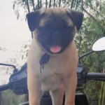 100+ Best Quality Dog Images | Easy Download | High Resolution 36 Pug Dog Image stand on a bike