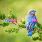 Good Morning Nature Image