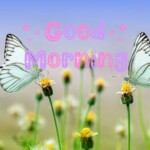 Good Morning Nature Image
