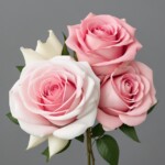 100+ Beautiful Pictures of Flowers, Free Download 71 baby pink rose flowers