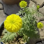 100+ Beautiful Pictures of Flowers, Free Download 61 Yellow Marigold