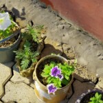 100+ Beautiful Pictures of Flowers, Free Download 60 Flowers in row