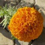 100+ Beautiful Pictures of Flowers, Free Download 59 Orange Marigold Flower