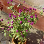 100+ Beautiful Pictures of Flowers, Free Download 58 Beautiful bead shaped purple flowers