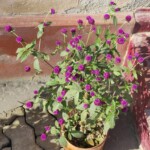 100+ Beautiful Pictures of Flowers, Free Download 57 Beautiful bead shaped purple flowers