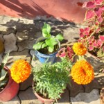 100+ Beautiful Pictures of Flowers, Free Download 56 Garden with Many Colorful Flowers