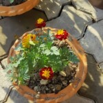 100+ Beautiful Pictures of Flowers, Free Download 55 Beautiful Chinese Marigold Blooming in Pot