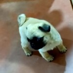 A Cute Pug Puppy - Dog Images A Cute Pug Puppy - Dog Images