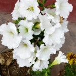 100+ Beautiful Pictures of Flowers, Free Download 54 White Flowers