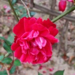 100+ Beautiful Pictures of Flowers, Free Download 53 Rose flower Image