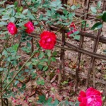 100+ Beautiful Pictures of Flowers, Free Download 52 Rose Flower