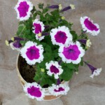 100+ Beautiful Pictures of Flowers, Free Download 51 Colorful Flower in Pot