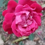100+ Beautiful Pictures of Flowers, Free Download 50 Red Rose