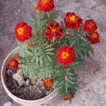 100+ Beautiful Pictures of Flowers, Free Download 49 French Marigold in Orange Color in Pot