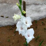 100+ Beautiful Pictures of Flowers, Free Download 48 White Gladiolas Flower
