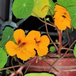 100+ Beautiful Pictures of Flowers, Free Download 47 Beautiful Flowers