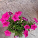 100+ Beautiful Pictures of Flowers, Free Download 46 Bright Pink Flowers in Pot