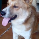 100+ Best Quality Dog Images | Easy Download | High Resolution 34 A Husky Puppy in Chain