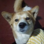 100+ Best Quality Dog Images | Easy Download | High Resolution 33 A Husky Puppy Staring at his Owner