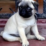 100+ Best Quality Dog Images | Easy Download | High Resolution 32 A Cute Pug Puppy Staring Outside