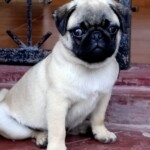 100+ Best Quality Dog Images | Easy Download | High Resolution 31 A Cute Pug Puppy Staring Outside