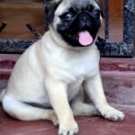 100+ Best Quality Dog Images | Easy Download | High Resolution 30 A Cute Pug Puppy Staring Outside