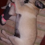 100+ Best Quality Dog Images | Easy Download | High Resolution 29 A Cute Pug Puppy Holding his Toy