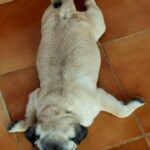 100+ Best Quality Dog Images | Easy Download | High Resolution 28 A Cute Pug Puppy with Big Round Eyes