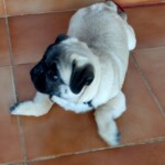 100+ Best Quality Dog Images | Easy Download | High Resolution 27 A Cute Pug Puppy with Big Round Eyes