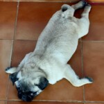 100+ Best Quality Dog Images | Easy Download | High Resolution 26 A Cute Pug Puppy with Big Round Eyes