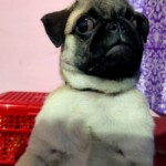 100+ Best Quality Dog Images | Easy Download | High Resolution 25 A Cute Pug Puppy with Big Round Eyes