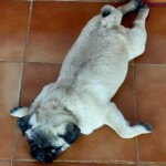 100+ Best Quality Dog Images | Easy Download | High Resolution 24 A Cute Pug Dog Lying on Floor