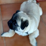 100+ Best Quality Dog Images | Easy Download | High Resolution 23 A Cute Pug Dog Lying on Floor