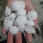 Snowballs in Palm