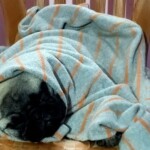 100+ Best Quality Dog Images | Easy Download | High Resolution 22 A Pug Puppy Wrapped in Warm Cloths