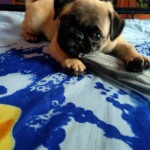 100+ Best Quality Dog Images | Easy Download | High Resolution 21 A Cream Colored Pug Dog Playing with Remote