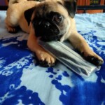 100+ Best Quality Dog Images | Easy Download | High Resolution 20 A Cream Colored Pug Dog Playing with Remote