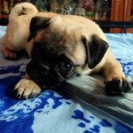 100+ Best Quality Dog Images | Easy Download | High Resolution 19 A Cream Colored Pug Dog Playing with Remote