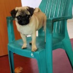 100+ Best Quality Dog Images | Easy Download | High Resolution 18 A Cream Colored Pug Dog Standing on Chair
