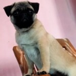 100+ Best Quality Dog Images | Easy Download | High Resolution 17 A Cream Colored Pug Dog Standing on Chair
