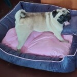 100+ Best Quality Dog Images | Easy Download | High Resolution 16 Dog Images - A Pug breed little puppy dog in his bed