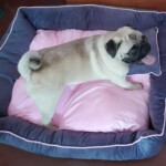100+ Best Quality Dog Images | Easy Download | High Resolution 15 Dog Images - A Pug breed little puppy dog in his bed