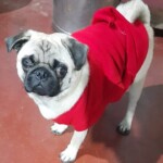 100+ Best Quality Dog Images | Easy Download | High Resolution 14 Dog Images - A Pug breed little puppy dog standing wearing a red sweater looking surprised