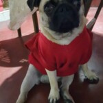 100+ Best Quality Dog Images | Easy Download | High Resolution 13 Dog Images - A Pug breed little puppy dog sitting under a table wearing a red sweater