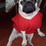 100+ Best Quality Dog Images | Easy Download | High Resolution 12 Dog Images - A Pug breed little puppy dog sitting wearing a red sweater