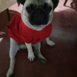 100+ Best Quality Dog Images | Easy Download | High Resolution 11 Dog Images - A Pug breed little puppy dog sitting wearing a red sweater